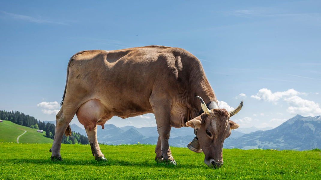Brown cow grazing on a green pasture with mountains behind – source of grass-fed ghee used in Hunghee Energy packs